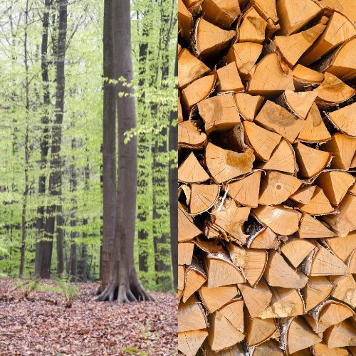 Buchenbrennholz (frisch)
