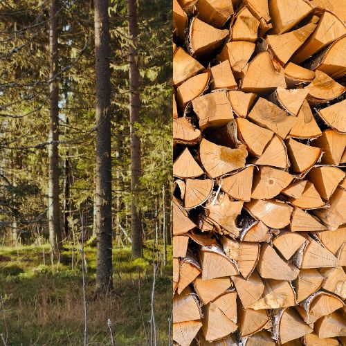 Fichte / Kiefer (frisch)